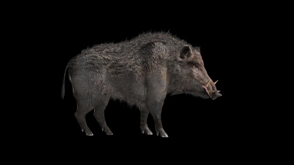 Boar Idle alt