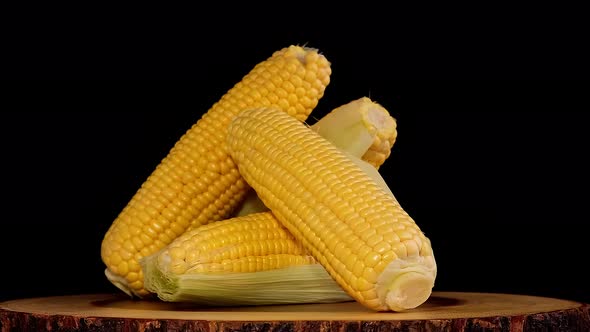 Fresh Sweet Organic Corn Cobs or Maize on wooden table rotating.