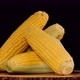 Fresh Sweet Organic Corn Cobs or Maize on wooden table rotating. - VideoHive Item for Sale