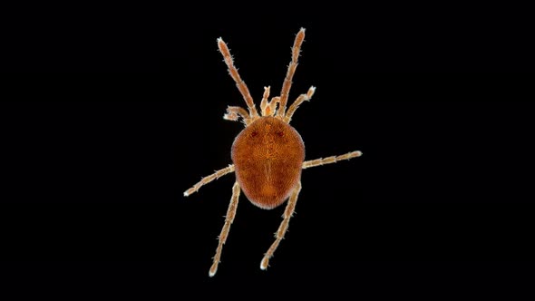 Adult Mite Acari of Family Erythraeidae Under a Microscope Order Trombidiformes