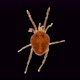 Adult Mite Acari of Family Erythraeidae Under a Microscope Order Trombidiformes - VideoHive Item for Sale
