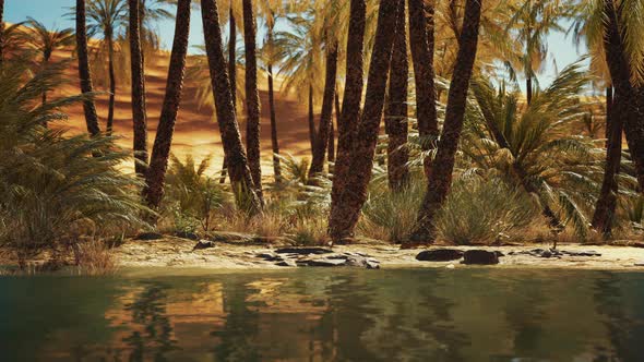 Green Oasis with Pond in Sahara Desert