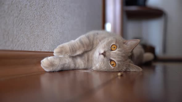 Cute lazy funny cat is lying on the floor in the room.