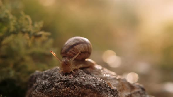 The snail is reaching for the sunlight. Concept: nature, biology, fauna, ecosystem, spring.