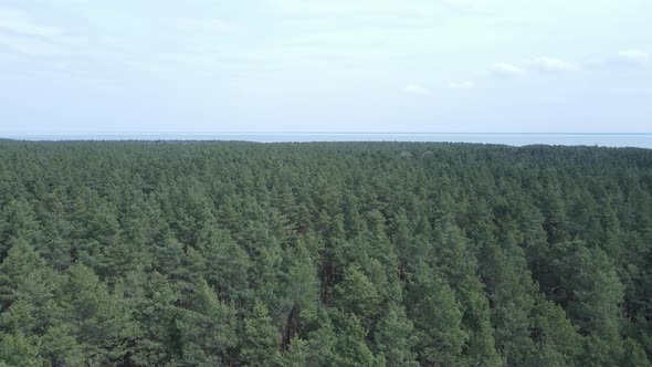 Green Pine Forest By Day Aerial View