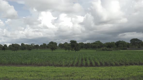 Africa Mali Corn Field Aerial View