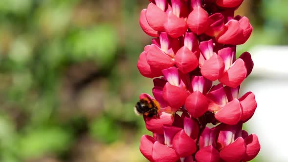 Bumblebee on Red Lupine Flower