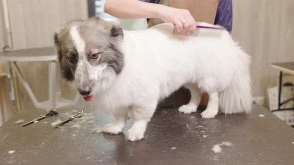 Corgi dog staying on groomer's table. He is brushed by a groomer