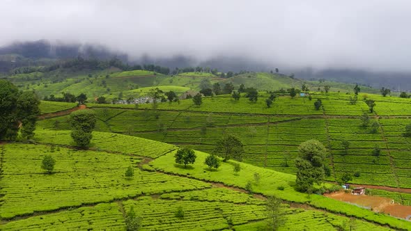 Green Tea Plantation Sri Lanka