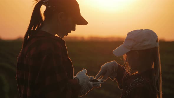 Young Mother Farmer Teaches Her Daughter To Work in a Wheat Field. Silhouette of a Farmers Family in