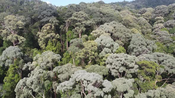 Aerial view green forest in Malaysia