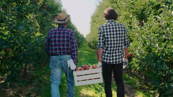 Rear view of two men carrying a full crate of apples