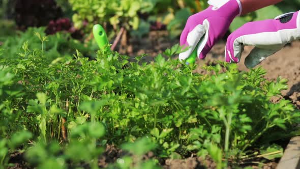 Hands Holding Garden Tools Stuck in the Ground To Work