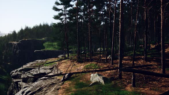 Deep Scandinavian Woods on a Late Summer Evening