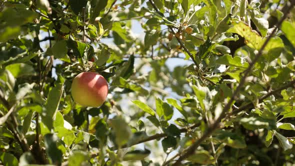 Close-up of Malus pumila organic fruit  2160p 30fps UltraHD footage - First autumn  apples on  tree 