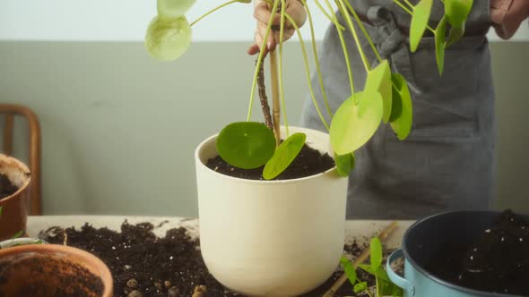 Crop woman transplanting Chinese money plant