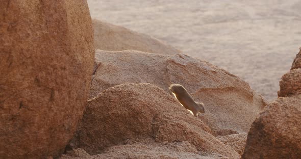 Mountain Erongo small hyrax is sitting on a rock in the desert region of Namibia, 4k