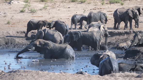 Herd of African Bush elephants in and around a muddy waterhole