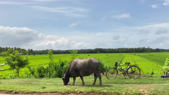 Indonesian Buffalo aka Anoa Eating Grass in Farming Field in Countryside of Java Island With Green R