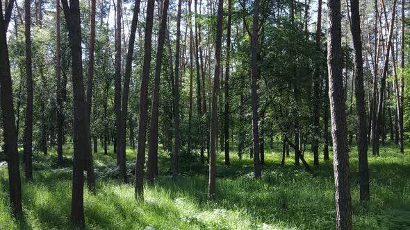 Beautiful Green Forest on a Summer Day Slow Motion