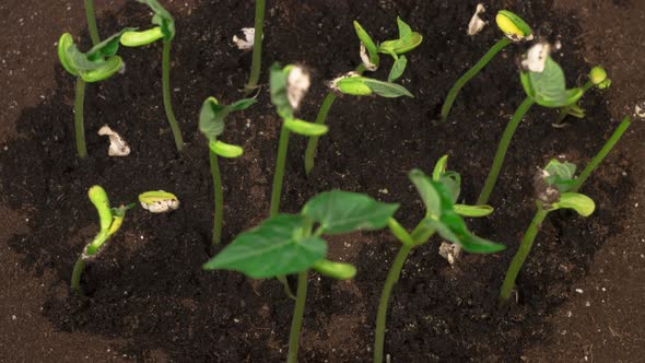 Green Beans Growing on Black Background