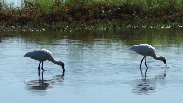 Royal spoonbill bird wading in shallow water and searching prey in lake, panning shot