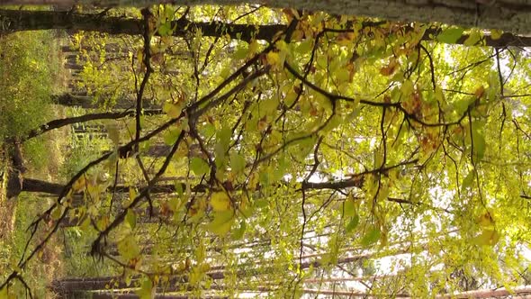 Vertical Video of Forest Landscape in Autumn Slow Motion