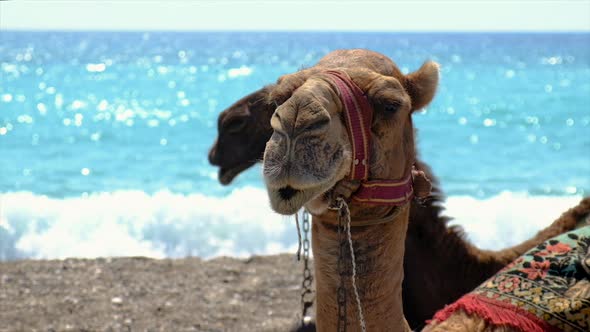 Camels on the Beach Near the Sea Selective Focus