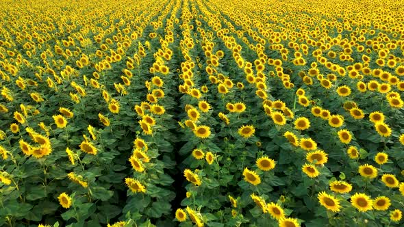 Aerial view over filed of sunflowers at sunset