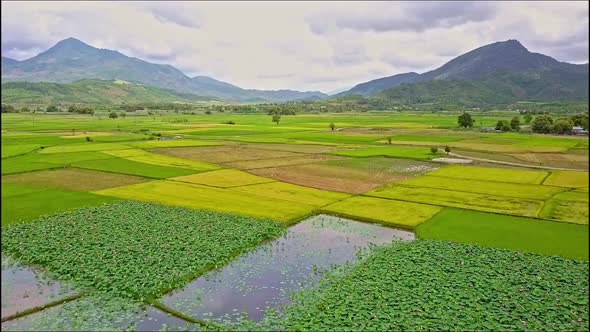 Aerial View of Rice and Lotus Fields Against High Mountains