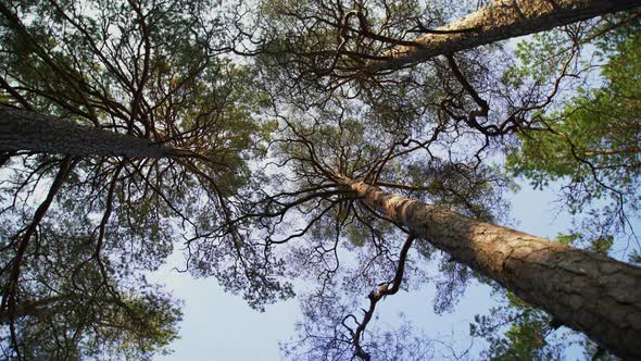 Bottom-up shot of tall pine trees on a sunny day