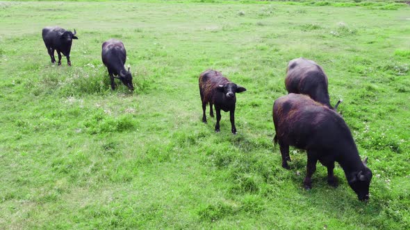 Herd of Buffalo in Wild Nature at Meadow Wildlife Safari Animal Breeding Ecology Exploration Power