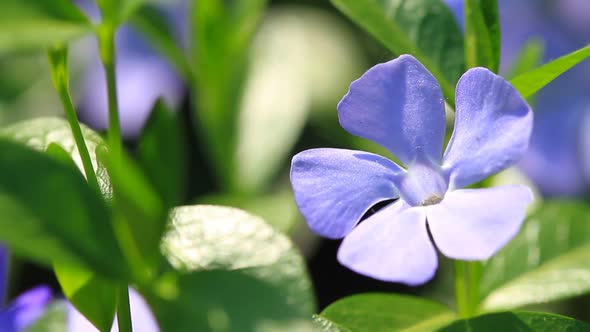 Vinca Minor Flowers