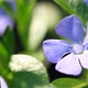 Vinca Minor Flowers - VideoHive Item for Sale