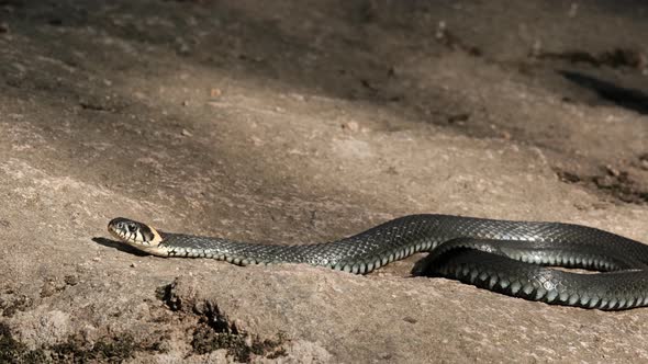 Slow Motion of the Black Snake Smelled Prey