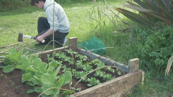 Young man chopping stick to make stake for growing peas stake,