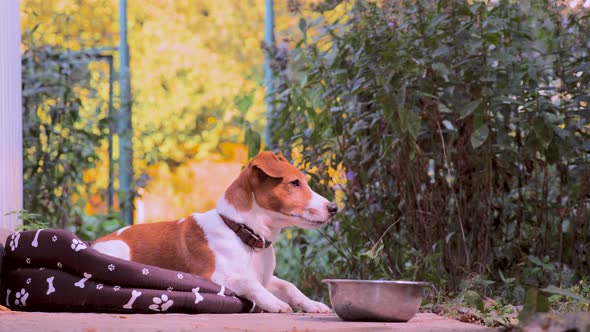 Jack Russell Terrier Dog Jumped Into His Place, Soft Pet Bed Sofa. Small Smart Dog Portrait with