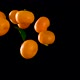 Orange Mandarin Flies Up And Down  - VideoHive Item for Sale