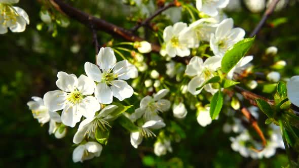 Fruit tree flowers in spring.