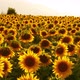 Flowering Sunflowers On A Background Sunset - VideoHive Item for Sale