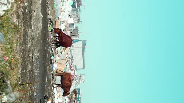 Garbage dump. Skyscrapers, cows walk and graze.