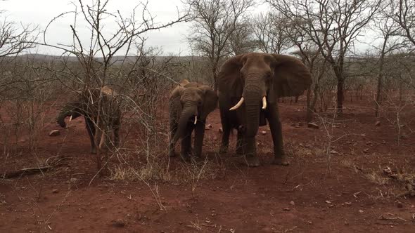 A large group of elephants, Loxodonta africana including a bull forage during winter at Zimanag Priv