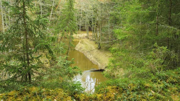 Establishing shot of Riva river valley (Latvia) in sunny spring day, thick forest of tall evergreen