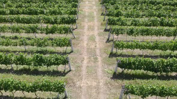 Aerial Landscape Green Hills of Vineyards.