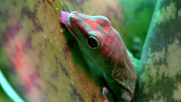 Crimson Giant Day Gecko licking leaf