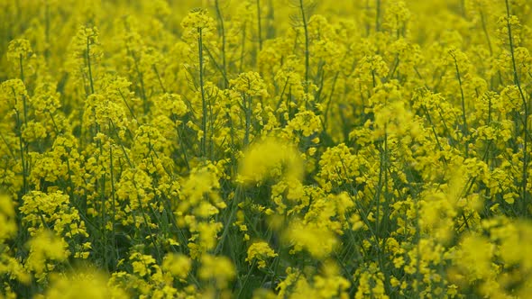 Yellow Rape Flowers 13