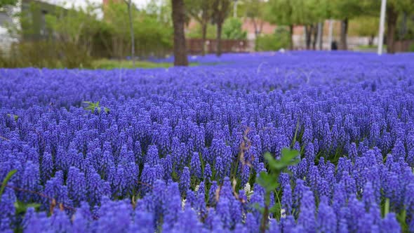 Blue Muscari armeniacum flowers background