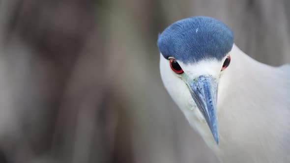 An Extreme Close Up of a Black-crowned Night Heron with a Blue Head and Beak with Blurred Background