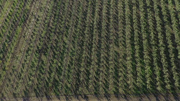 Flying drone between the rows of Apple orchard. Young Apple orchard