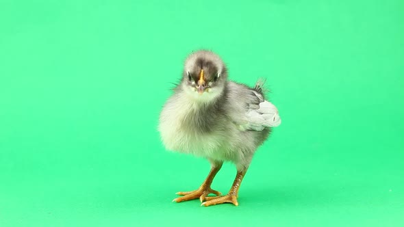 Little Fluffy Chicken on a Green Background Tweets and Walks